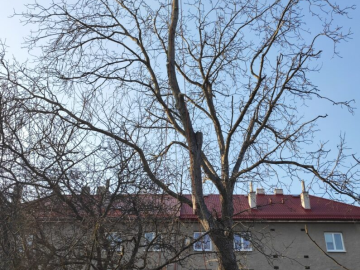 Postupné kácení Ořechu - Olomouc